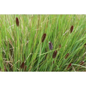 Ostrevka dlhosteblová (Sesleria heufleriana) - kont. P9